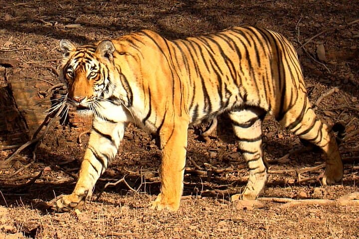 4-Day Golden Triangle Tour: Jaipur, Ranthambore Tiger Safari, Agra & Delhi