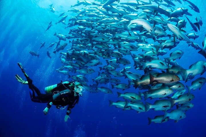 Full-Day Scuba Diving Boat Trip in Hurghada — Beginner-Friendly Red Sea Dives with Lunch