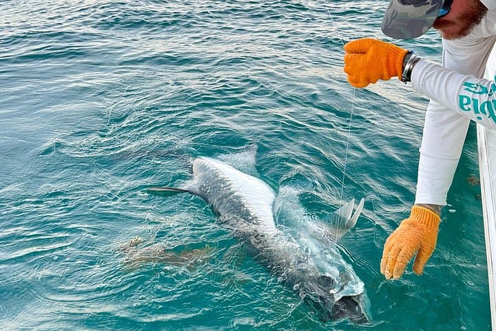 Sunset Tarpon Charter in Key West — 4-Hour Seasonal Tarpon Fishing photo 2