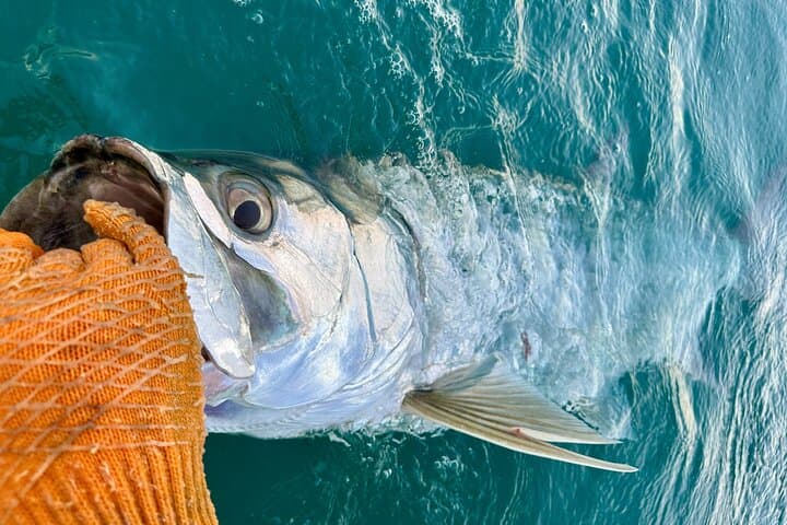 Sunset Tarpon Charter in Key West — 4-Hour Seasonal Tarpon Fishing photo 6