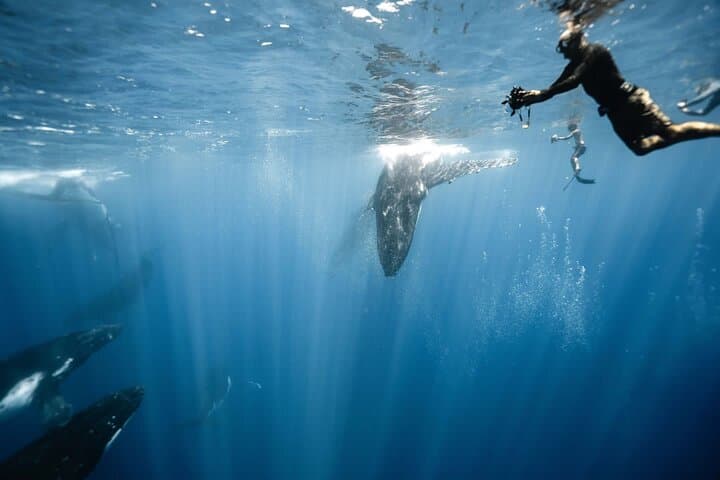 Swim with Humpback Whales in Moorea — Small‑Group, Respectful Ocean Encounter photo 4