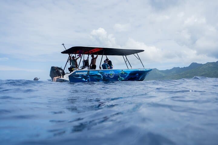 Swim with Humpback Whales in Moorea — Small‑Group, Respectful Ocean Encounter photo 6