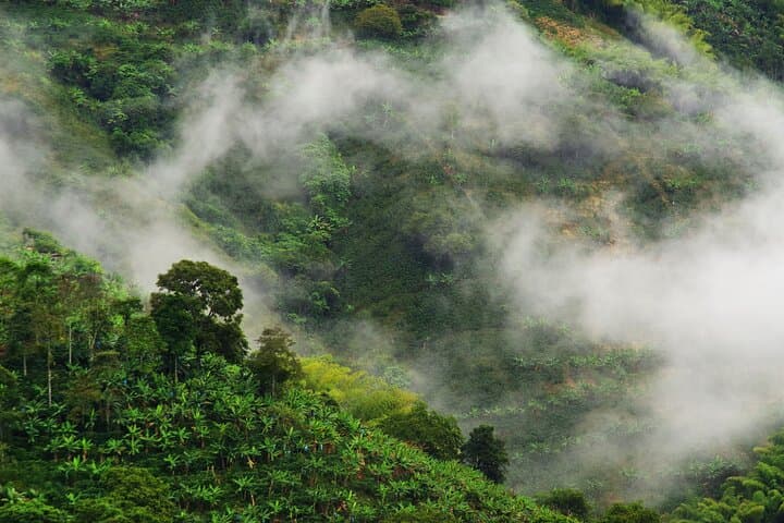 Chicaque Cloud Forest Day Hike — Private Tour with Guide & Tickets