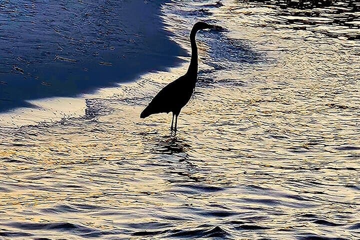 Destin Sunset Harbor & Bay Cruise — Evening Wine, Dolphins and Harbor Lights photo 6