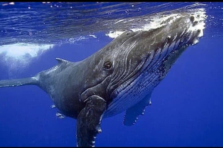 Samana Bay Whale Watching and Cayo Levantado Catamaran Day Trip photo 3