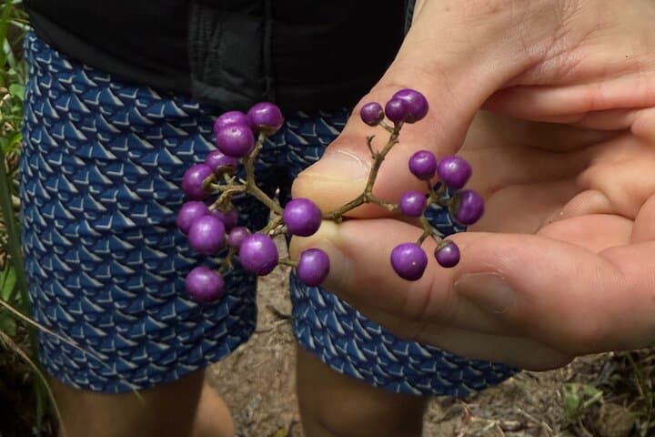 Spirit of Ishigaki: Private Island Tour of Land, Lore & Legacy photo 3