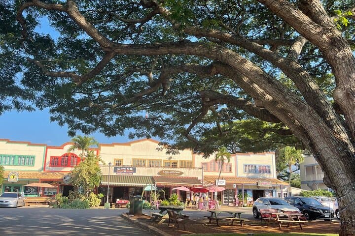 Oahu North Shore Private Tour: Waimea Falls, Dole Plantation & Turtle Beaches photo 5