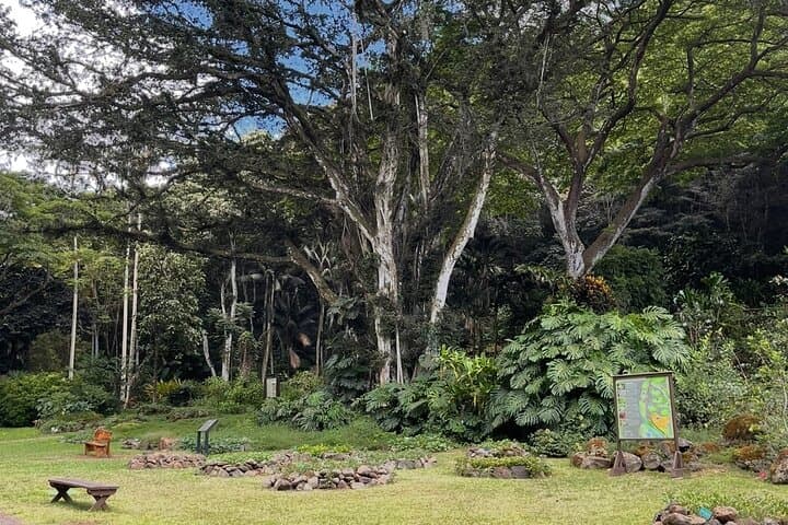 Oahu North Shore Private Tour: Waimea Falls, Dole Plantation & Turtle Beaches photo 6