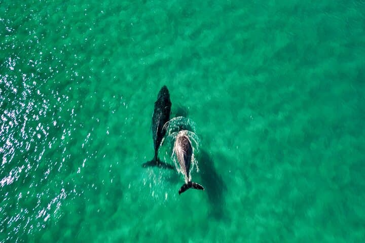 Rainbow Beach Whale-Watching Kayak Tour and 4x4 Beach Drive to Double Island Point photo 5