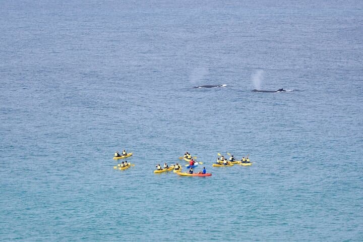 Rainbow Beach Whale-Watching Kayak Tour and 4x4 Beach Drive to Double Island Point photo 6