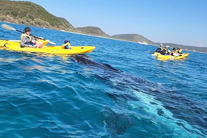 Rainbow Beach Whale-Watching Kayak Tour and 4x4 Beach Drive to Double Island Point photo 3