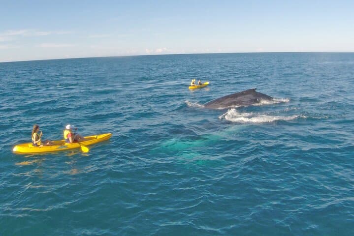 Rainbow Beach Whale-Watching Kayak Tour and 4x4 Beach Drive to Double Island Point photo 4