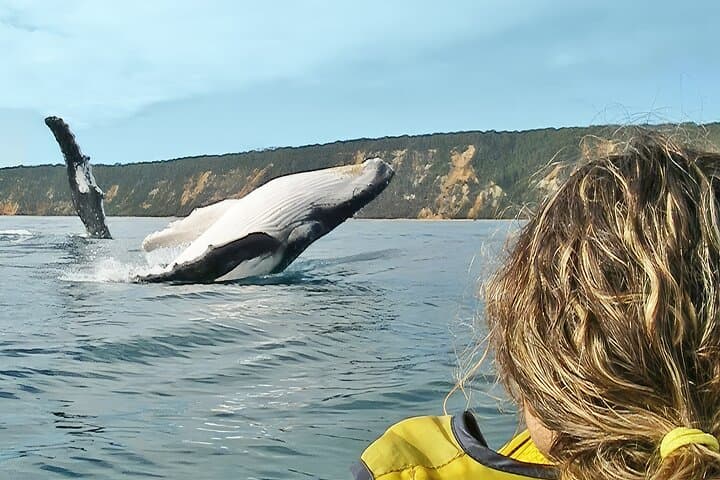 Rainbow Beach Whale-Watching Kayak Tour and 4x4 Beach Drive to Double Island Point