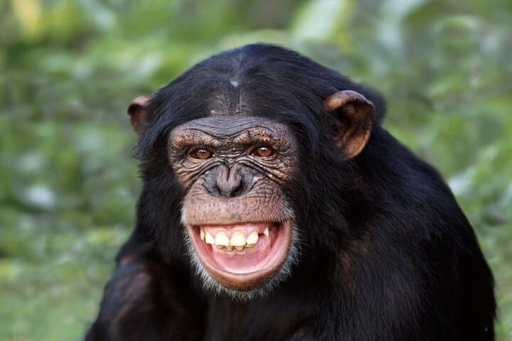 Ol Pejeta Conservancy Day Tour: Chimpanzee Sanctuary & Big Five Game Drive from Nairobi