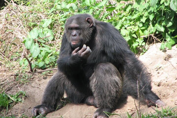Ol Pejeta Conservancy Day Tour: Chimpanzee Sanctuary & Big Five Game Drive from Nairobi photo 2