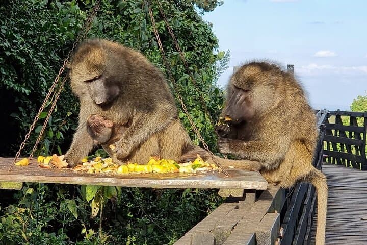 Aberdare National Park Day Tour from Nairobi — Game Drives & Treetops Experience photo 3