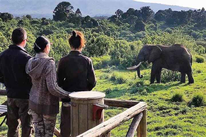 Aberdare National Park Day Tour from Nairobi — Game Drives & Treetops Experience