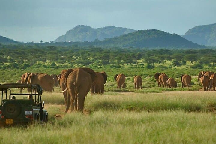5-Day Aberdares, Ol Pejeta & Samburu Safari — Rhino Conservation, Grevy’s Zebra & Big Five Game Drives photo 6