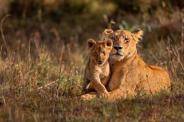 3-Day Game Drive Safari in Maasai Mara From Nairobi photo 2