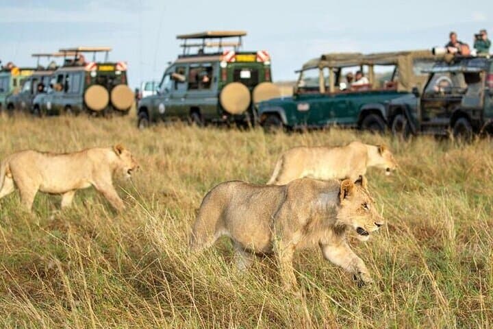 3-Day Game Drive Safari in Maasai Mara From Nairobi photo 3