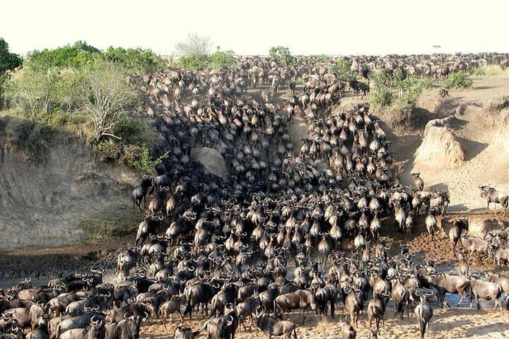 3-Day Game Drive Safari in Maasai Mara From Nairobi photo 4