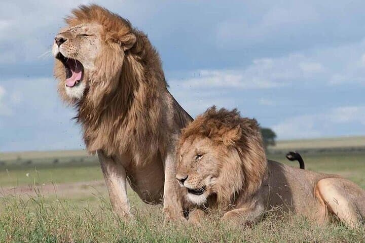 3-Day Game Drive Safari in Maasai Mara From Nairobi photo 5