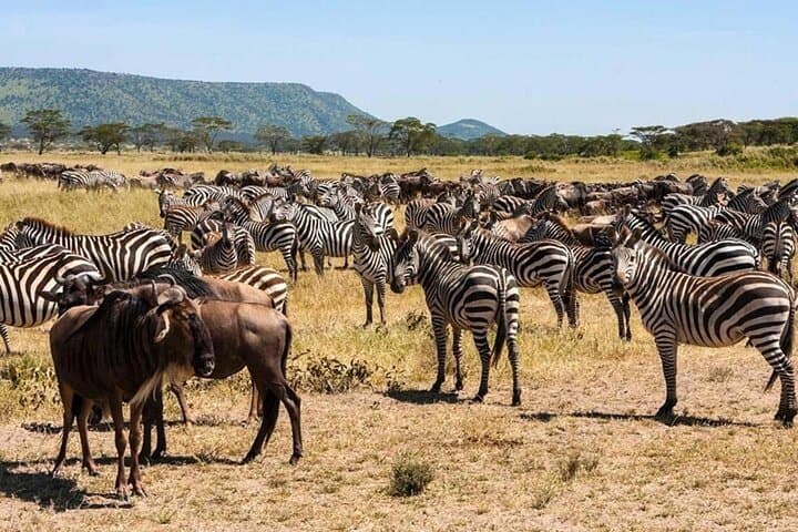 3-Day Game Drive Safari in Maasai Mara From Nairobi photo 6