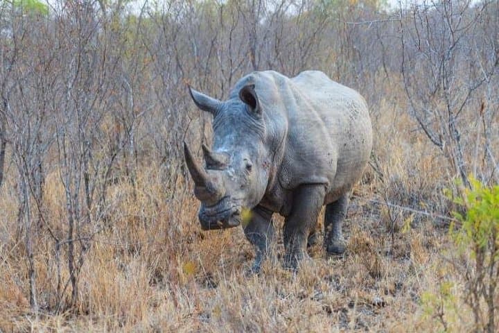 4-Day Kruger Safari from Johannesburg — Budget Fly-In Big Five Experience photo 2