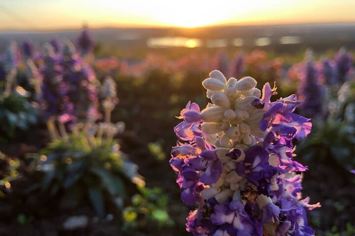 Midnight Sun Hike in Levi: Arctic Evening Trek to Kätkä Viewpoint