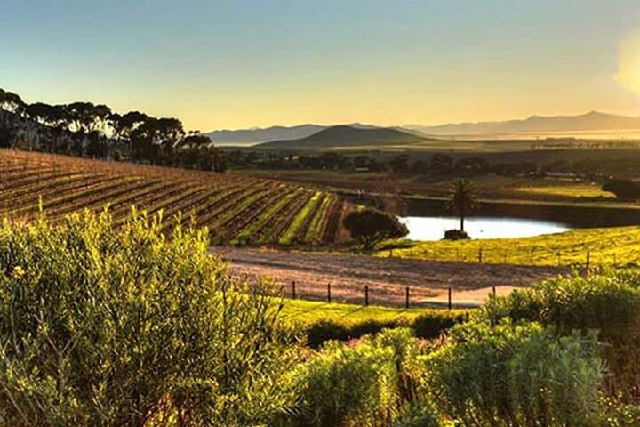 Cape Town Winelands & Cheetah Outreach: Full-Day Conservation and Wine Tour photo 5