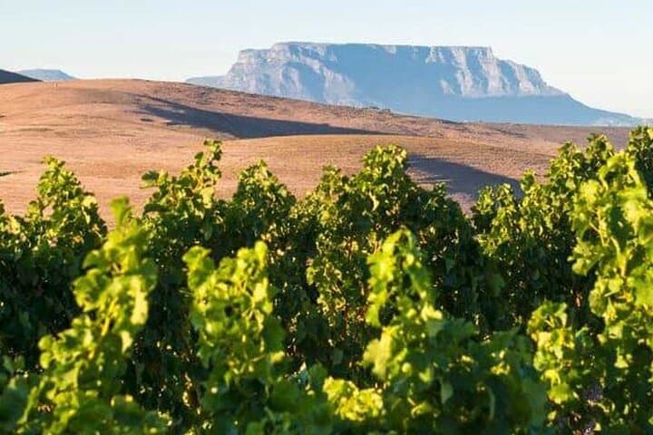 Cape Town Winelands & Cheetah Outreach: Full-Day Conservation and Wine Tour photo 6