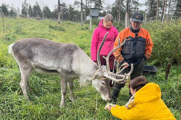 Kittilä Lapland Arctic Adventure — Reindeer Farm, Fell Hike & Campfire near Levi