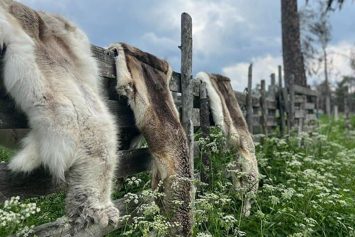 Kittilä Lapland Arctic Adventure — Reindeer Farm, Fell Hike & Campfire near Levi photo 4