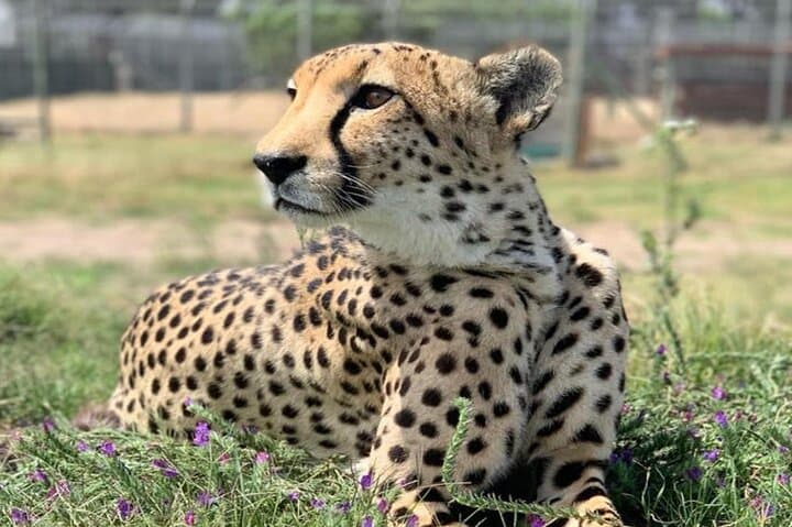 Cape Town Winelands & Cheetah Outreach: Full-Day Conservation and Wine Tour