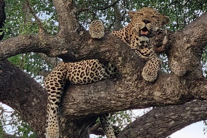 10-Day All-Inclusive Luxury Cape Town & Kruger Experience — Safari, Winelands & Cape Peninsula photo 5