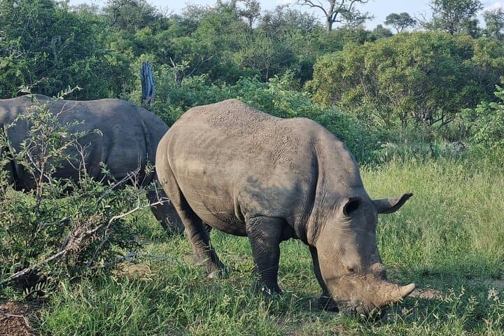 10-Day All-Inclusive Luxury Cape Town & Kruger Experience — Safari, Winelands & Cape Peninsula photo 6