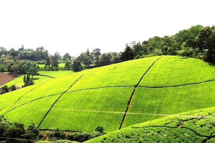 Kiambethu Tea Farm Tour & Lunch — Historic Tea Walk Near Nairobi photo 4
