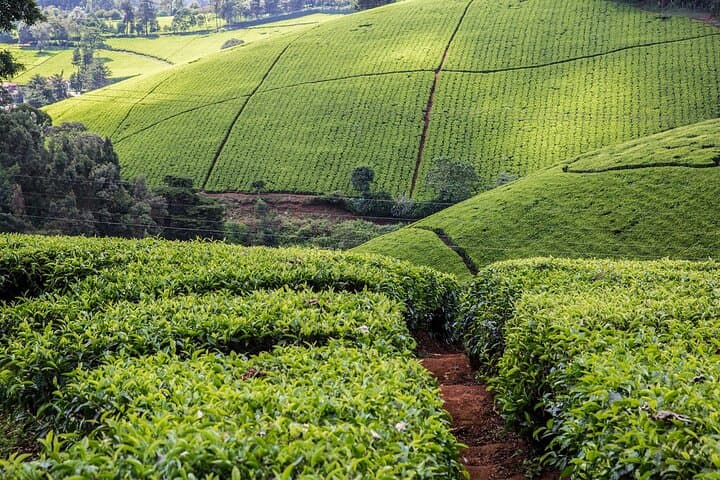 Kiambethu Tea Farm Day Tour from Nairobi — Limuru Tea Walk, Forest & Lunch