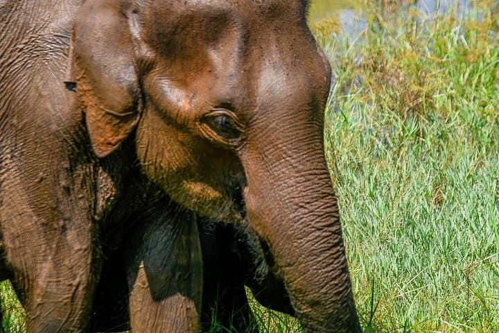 Udawalawe National Park Safari: Elephant Encounters & Birding in Sri Lanka photo 3
