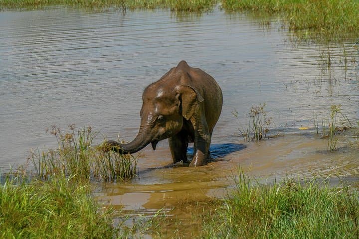 Udawalawe National Park Safari: Elephant Encounters & Birding in Sri Lanka photo 2