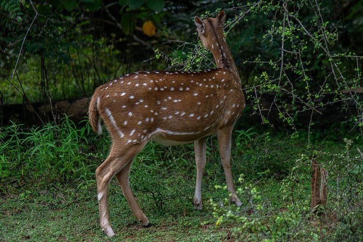 Udawalawe National Park Safari: Elephant Encounters & Birding in Sri Lanka photo 4