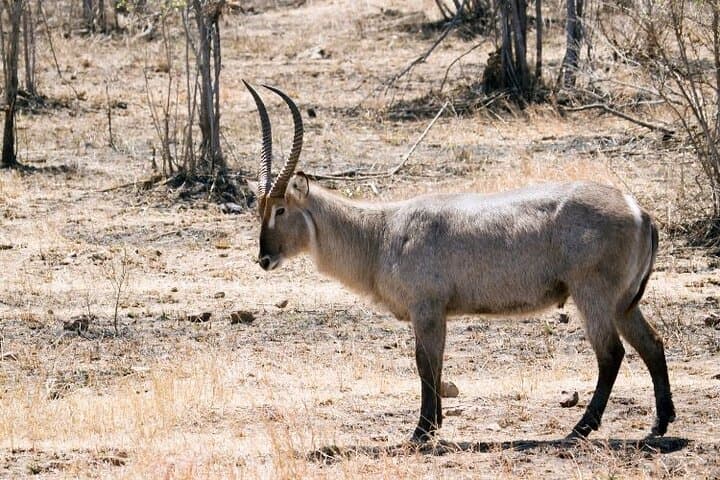 2-Day Kruger Safari from Johannesburg - Budget Fly-In Game Drives & Bush Walk photo 3