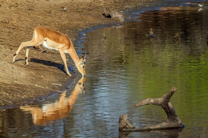 2-Day Kruger Safari from Johannesburg - Budget Fly-In Game Drives & Bush Walk photo 4
