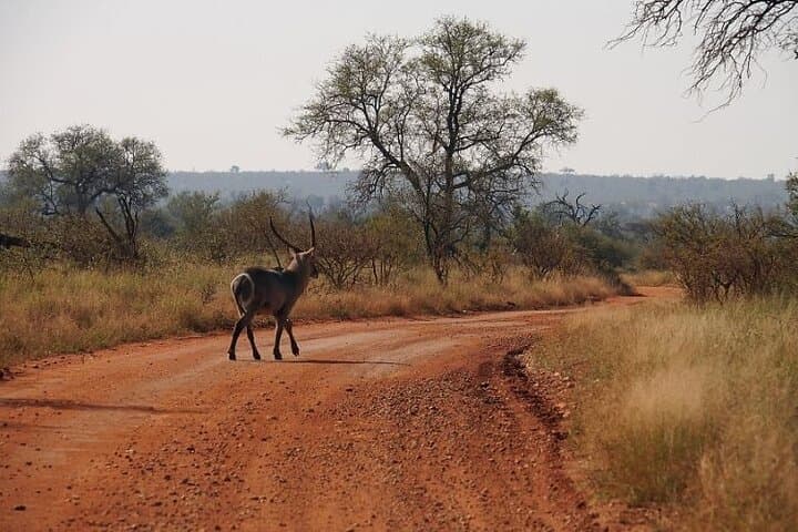 2-Day Kruger Safari from Johannesburg - Budget Fly-In Game Drives & Bush Walk photo 5
