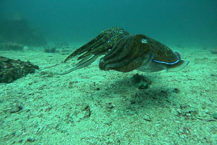 Phuket Beach PADI Discover Scuba Diving — Shore Dive on Phuket's Coral Reef