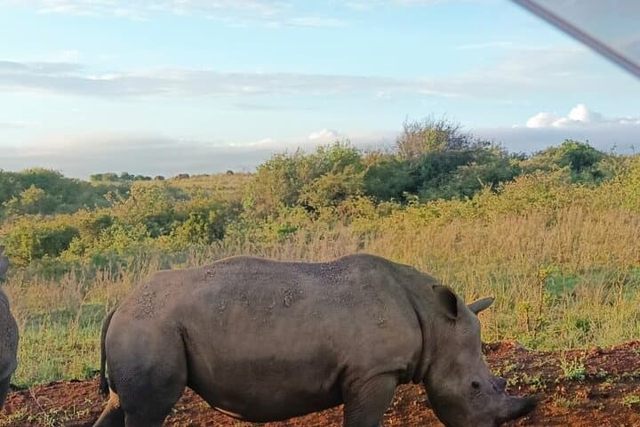 Nairobi National Park Safari: Wildlife Viewing with City Skyline Backdrop photo 3