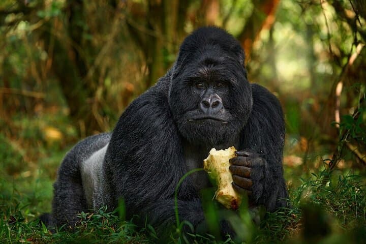 Private 4WD Gorilla Trek from Kigali to Volcanoes National Park photo 2