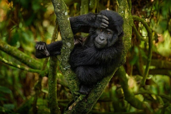 Private 4WD Gorilla Trek from Kigali to Volcanoes National Park photo 3