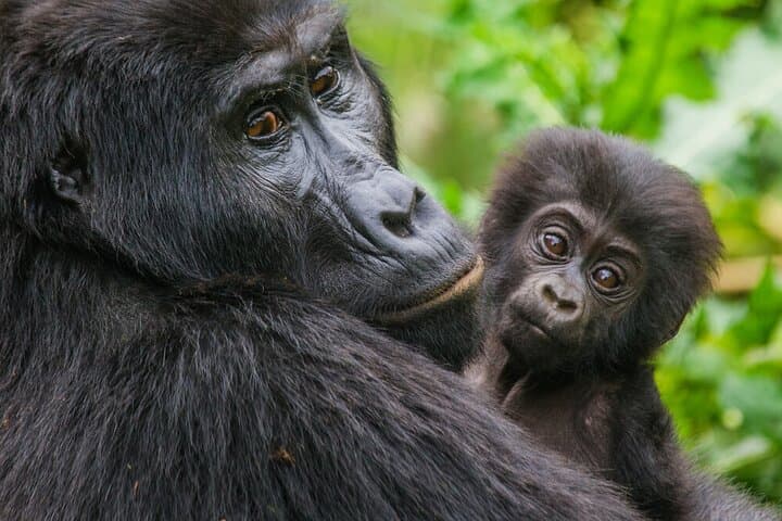 Private 4WD Gorilla Trek from Kigali to Volcanoes National Park photo 4
