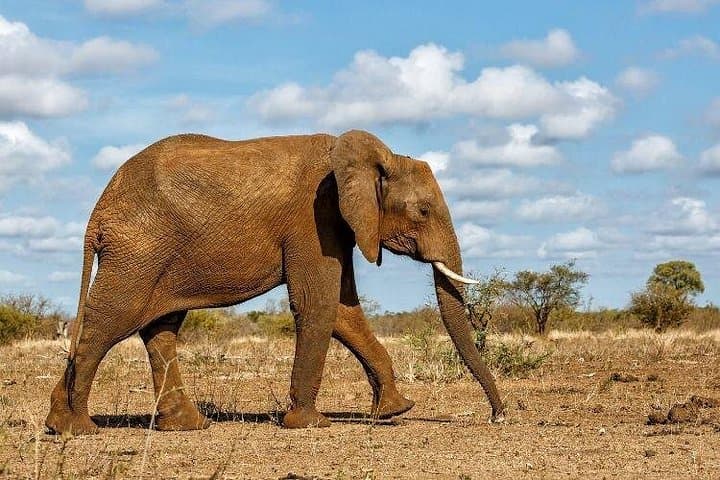4-Day Kruger Safari from Johannesburg — Budget Fly-In Big Five Experience photo 1